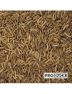 Insectes déshydrates  - Magg's 2