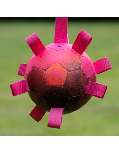 Dog comet Hypernova rose