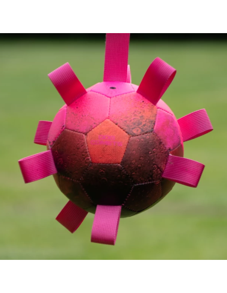 Dog comet Hypernova rose