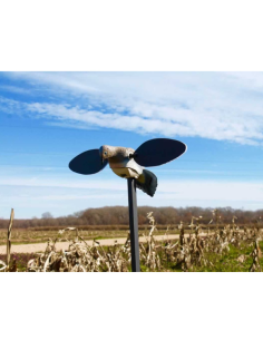 Mojo tourterelle à ailes tounantes