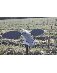 Mojo tourterelle à ailes tounantes 2