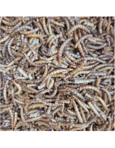 Insectes déshydratés - Vers de farine Pro Duck