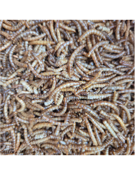 Insectes déshydratés - Vers de farine
