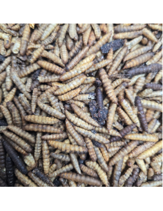 Insectes déshydratés - Larves soufflées Pro Duck