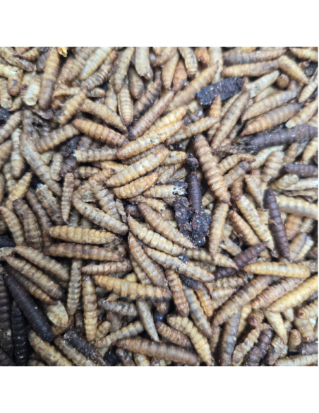 Insectes déshydratés - Larves soufflées