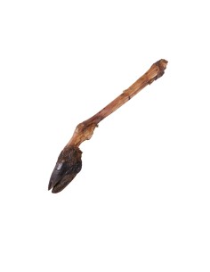 Patte de cerf avec sabot