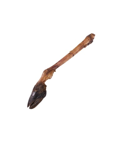 Patte de cerf avec sabot