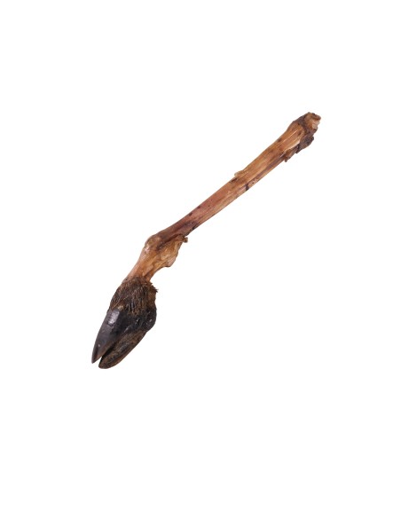 Patte de cerf avec sabot