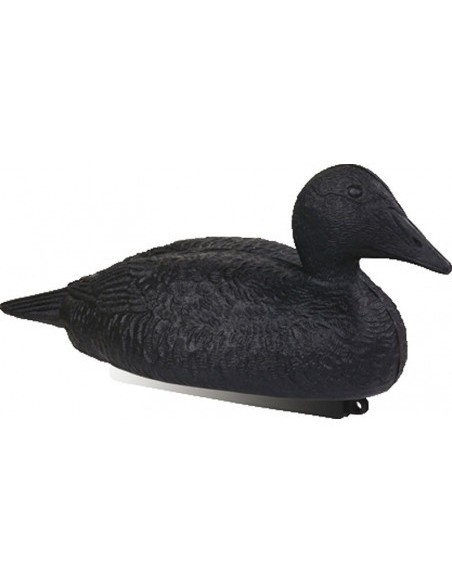 Eider noir