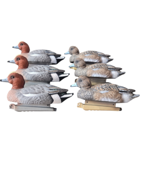 Pack 3 femelles / 3 mâles siffleur