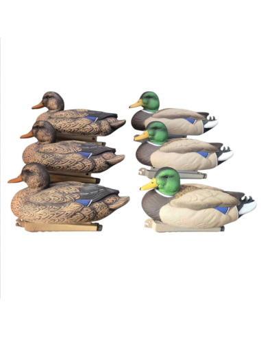 Pack 3 femelles / 3 mâles colvert