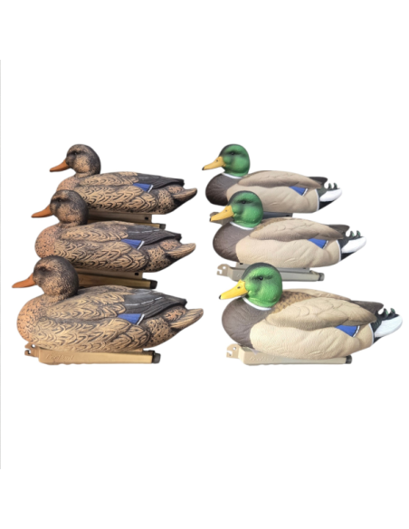 Pack 3 femelles / 3 mâles colvert